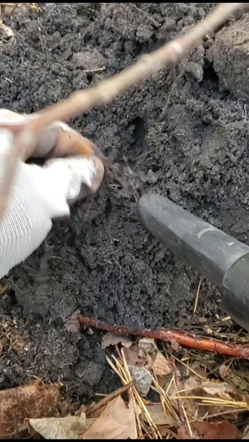 Рамочник 10 копеек 1957 года.