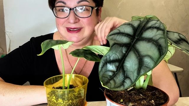 Из-за нее я лишила себя еды/как я могла пройти мимо такой красавицы-Серебряный дракон с сюрприз