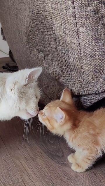 Первая встреча. #котенок #котята