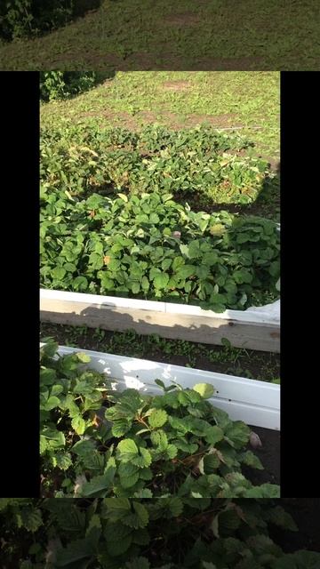 Ленинградская область. Хвойное. 16.07.2024. Дача. Клубника на грядках