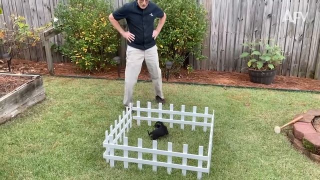 America′s Funniest Home Videos. Good Boys Being Bad Dogs 🐶 Funny Dog Videos