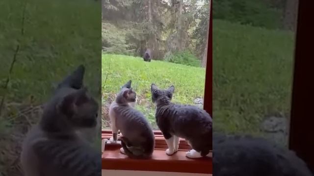 🐕Пушистый Микс3🐱