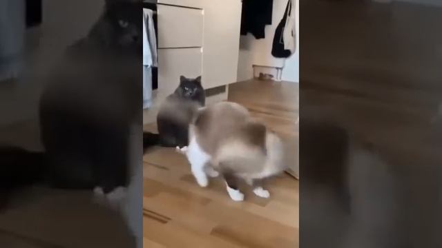 🐕Пушистый Микс6🐱 — Генератор Хорошего Настроения!