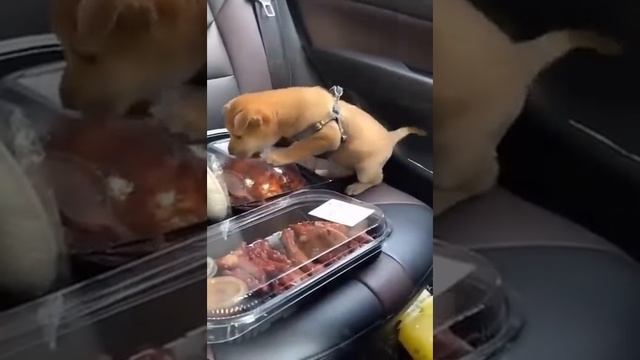 🐕Пушистый Микс4🐱