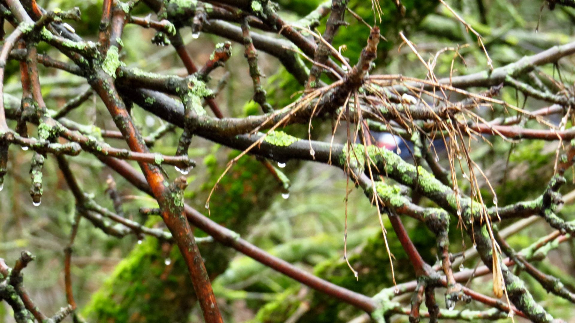 Сильный дождь за окном. ( 29 ноября 2025 года)