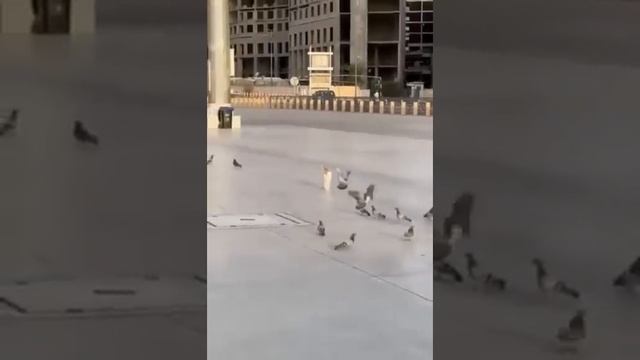 🐕Пушистый Микс5🐱