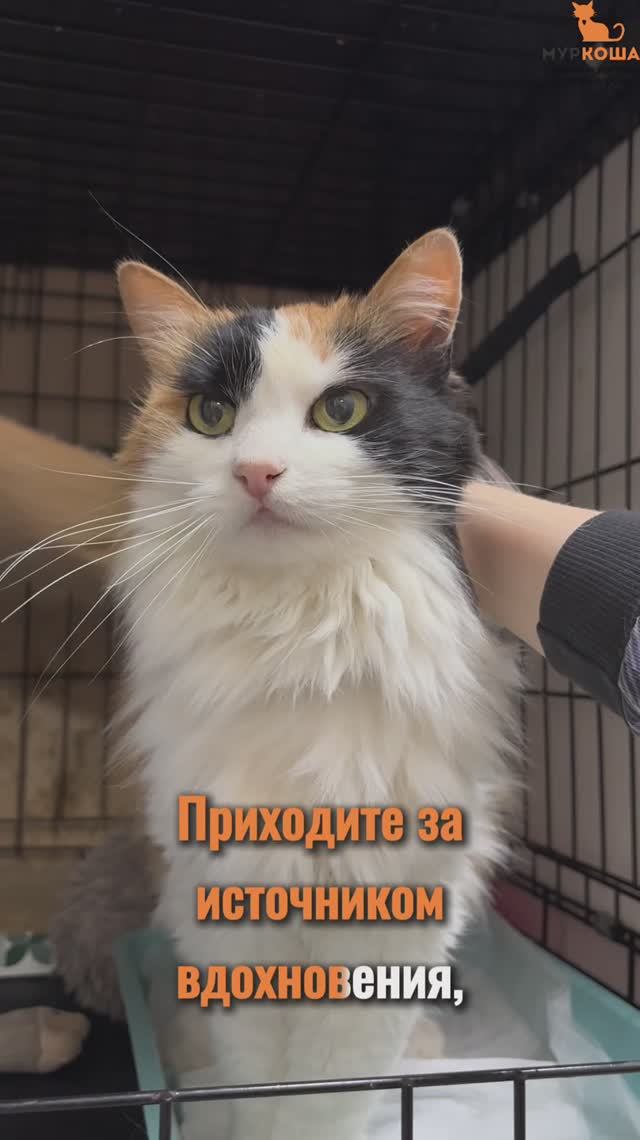 Палитра (уже дома)