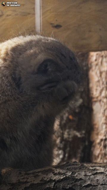 Манул Шу умывается и любопытничает. Ленинградский зоопарк