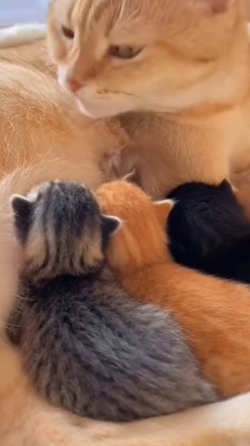 #shorts кошка и котята