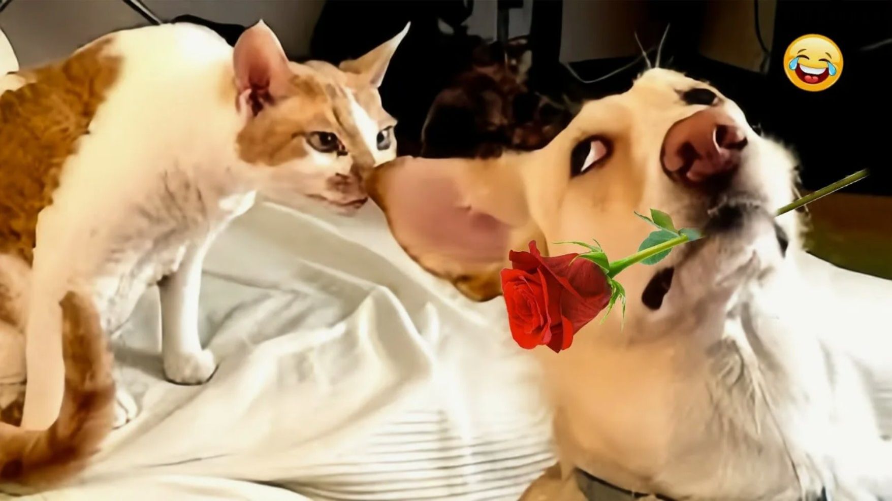 Приколы С животными Лучшие смешные видео с кошками и собаками ВИДЕО приколы