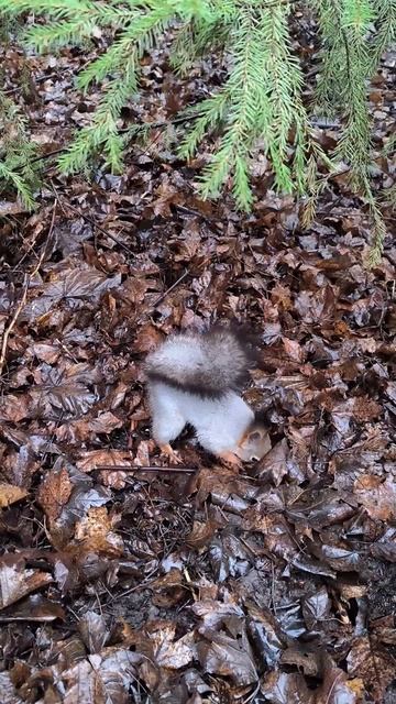 Белка осматривает все кормушки