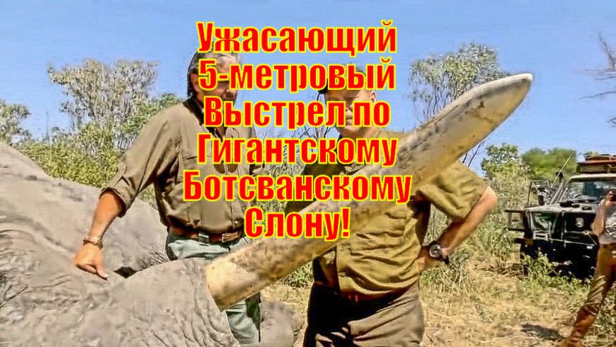 Ужасающий 5-метровый Выстрел по Гигантскому Ботсванскому Слону!