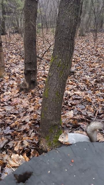 Белка не успела подойти за орехами