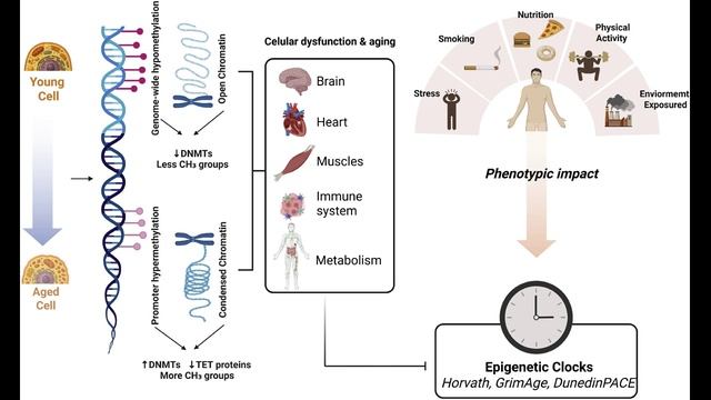 Еда управляет генами. Биологический возраст обратим