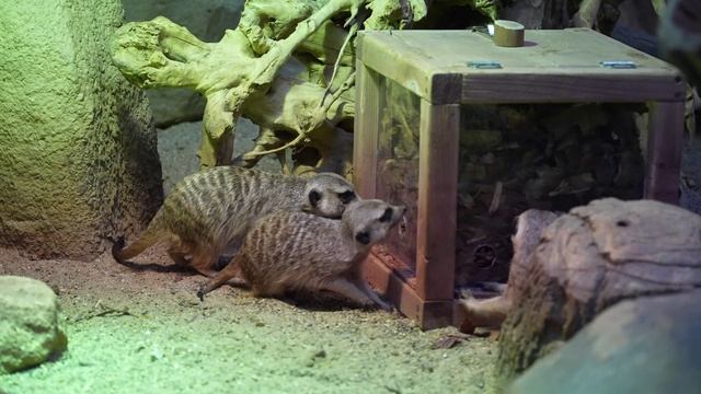 Сурикаты московского зопарка