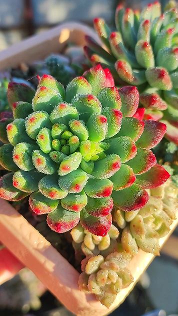 Изменения за 1,5 года, Седеверия Блу Эльф