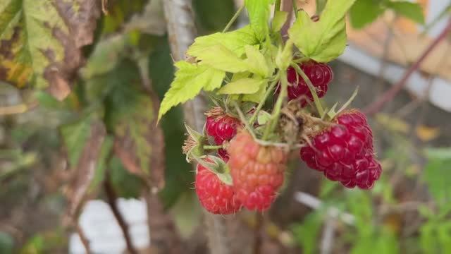 Наш участок в Крыму в ноябре Часть 2
