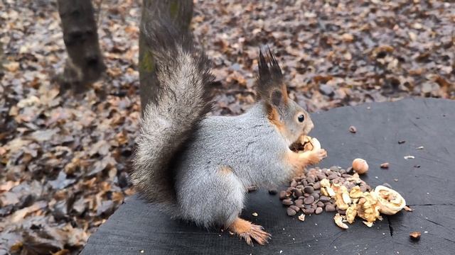 Белка выбирает орех на большом пеньке