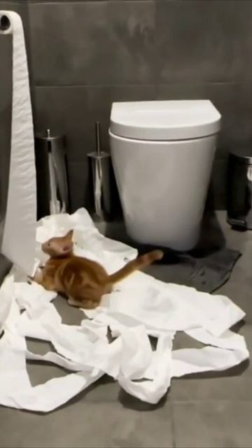 Смешные коты #94-8