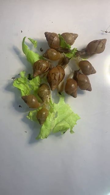 Залипательно