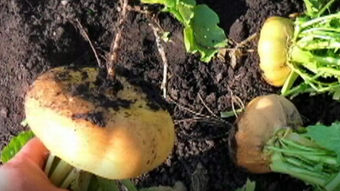 Выращивание репы