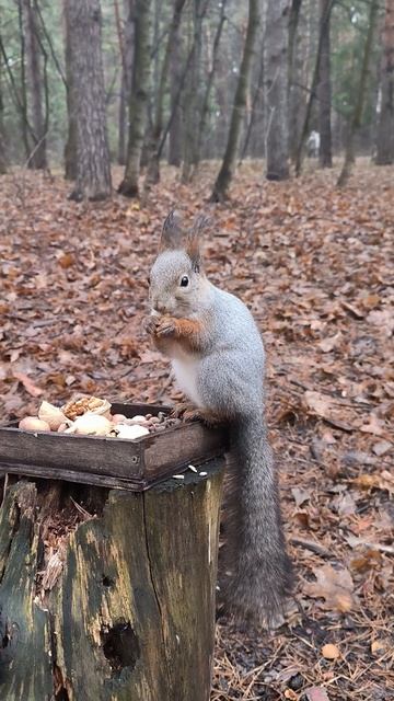 Белки у маленького пенька