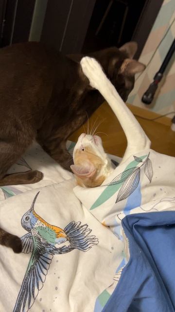 Эй, просыпайся