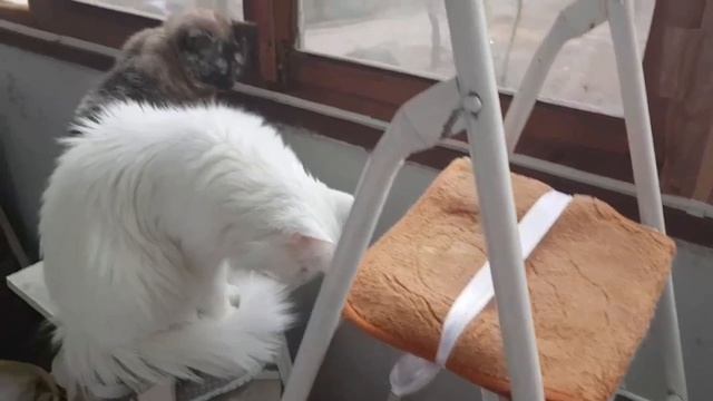 Леся и Сёма - Показывают, что надо сделать