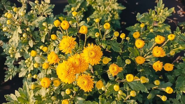 ЗНАКОМСТВО С СОРТАМИ ХРИЗАНТЕМЫ ПРОДОЛЖАЕТСЯ. СЛЕДУЮЩАЯ ДЕСЯТКА КОРЕЙСКИХ СОРТОВ