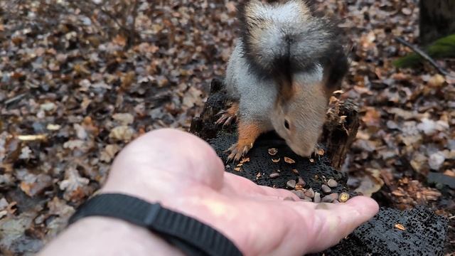 Белка на пеньке грызёт кедряшки