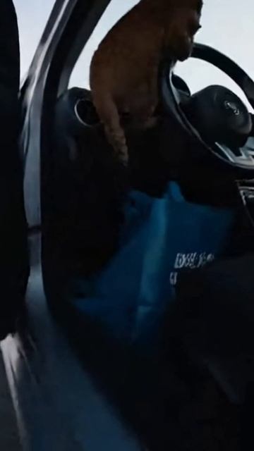 #shorts кошка спасает котят