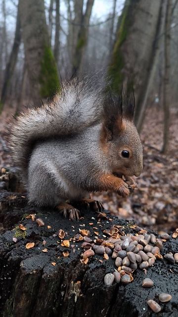 Белка грызёт кедровые орешки