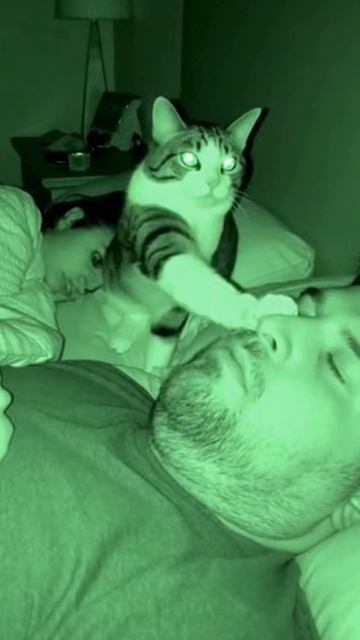 #shorts кошке не нравится храп