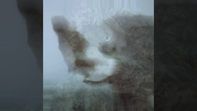 эдит с ёжиком в тумане