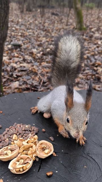 Белка отогнала всех от большого пенька
