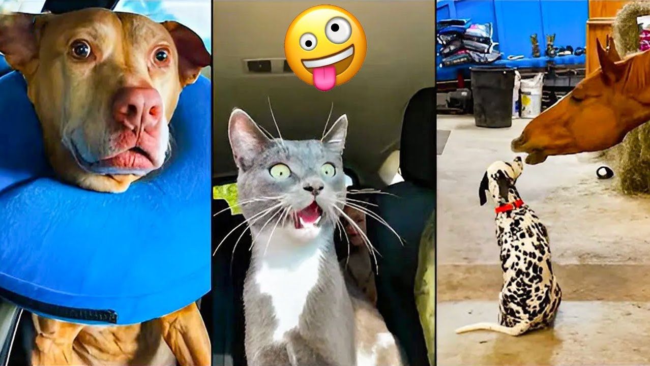 Лучшие смешные видео с кошками и собаками Засмеялся значит проиграл 😅😹🐶