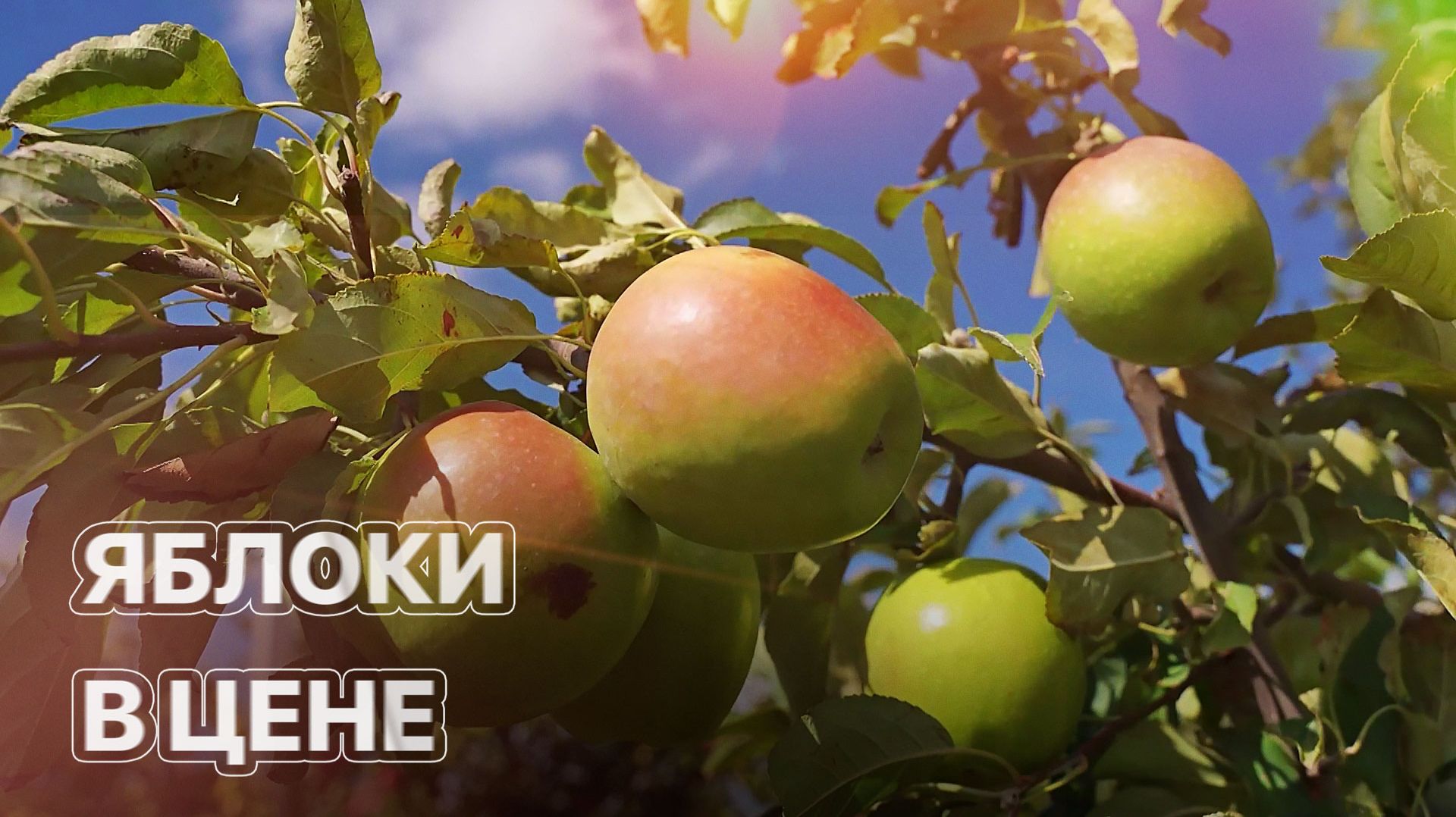 Почему стоимость яблок зависит от цвета? ЗЕМЛЕХОД