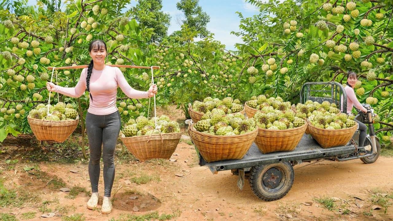Собираю заварные яблоки, перевожу их на рынок для продажи жителям деревни. Жизнь во Вьетнаме