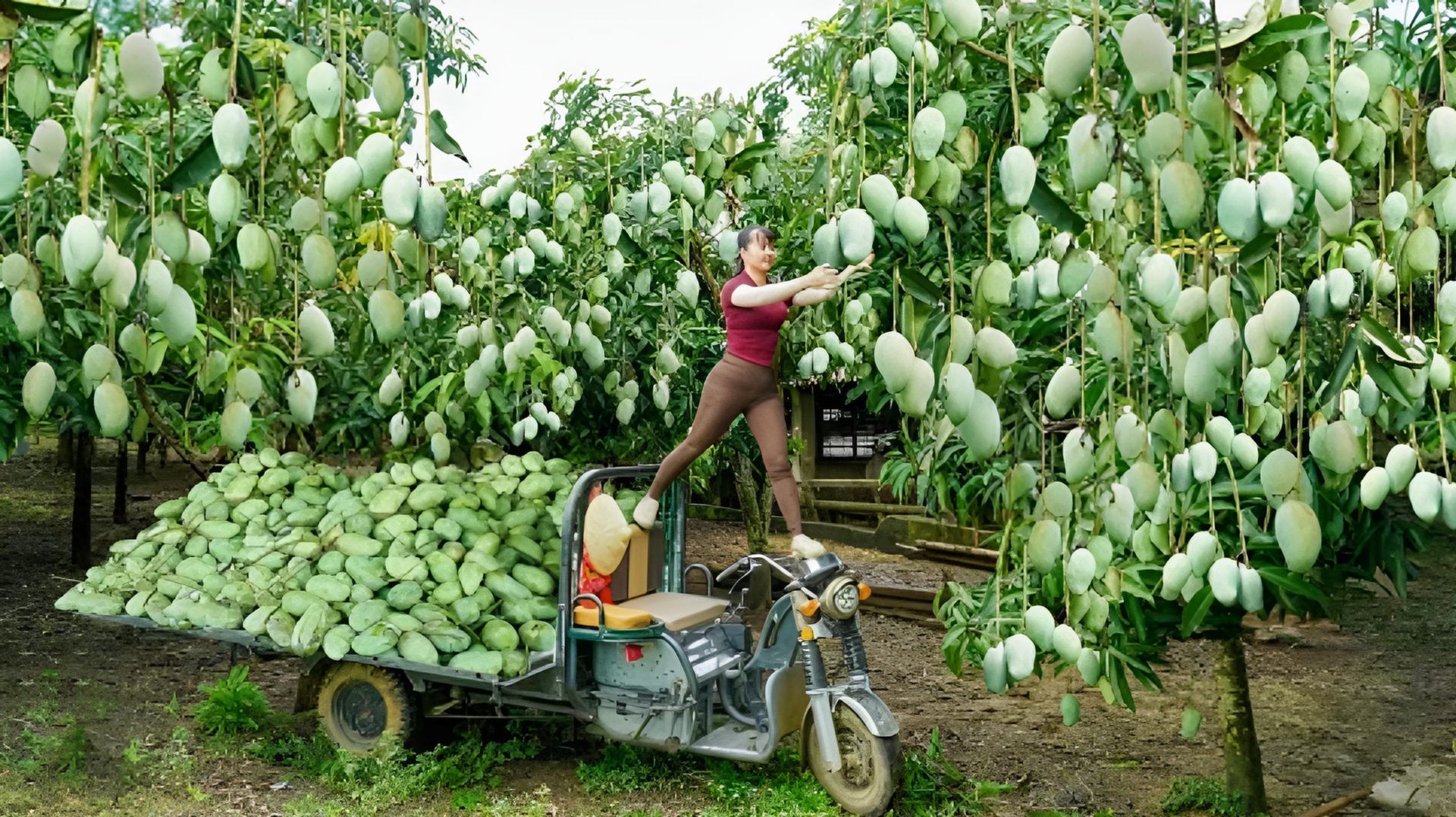 Собираю сладкий манго и на трёхколёсном грузовике везу их на продажу. Жизнь во Вьетнаме