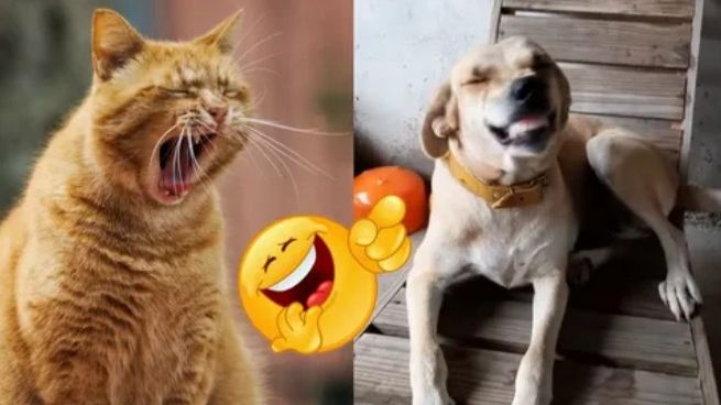 Смешные животные 🐺Я РЖАЛ ДО СЛЕЗ 😸🐺ЛУЧШИЕ ПРИКОЛЫ  С КОТАМИ И СОБАКАМИ