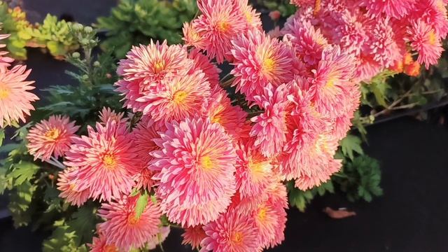 ПРОДОЛЖАЮ ЗНАКОМИТЬ ВАС С КОРЕЙСКИМИ СОРТАМИ ХРИЗАНТЕМ. ОТ БУТОНА ДО ЦВЕТУЩЕГО КУСТА.