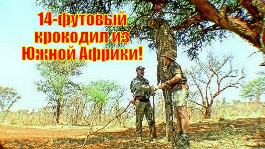 14-футовый крокодил из Южной Африки!