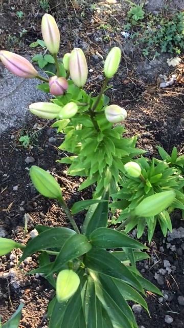 Ленинградская область. Хвойное. 17.07.2024. Дача. Лилия цветущая и в бутонах