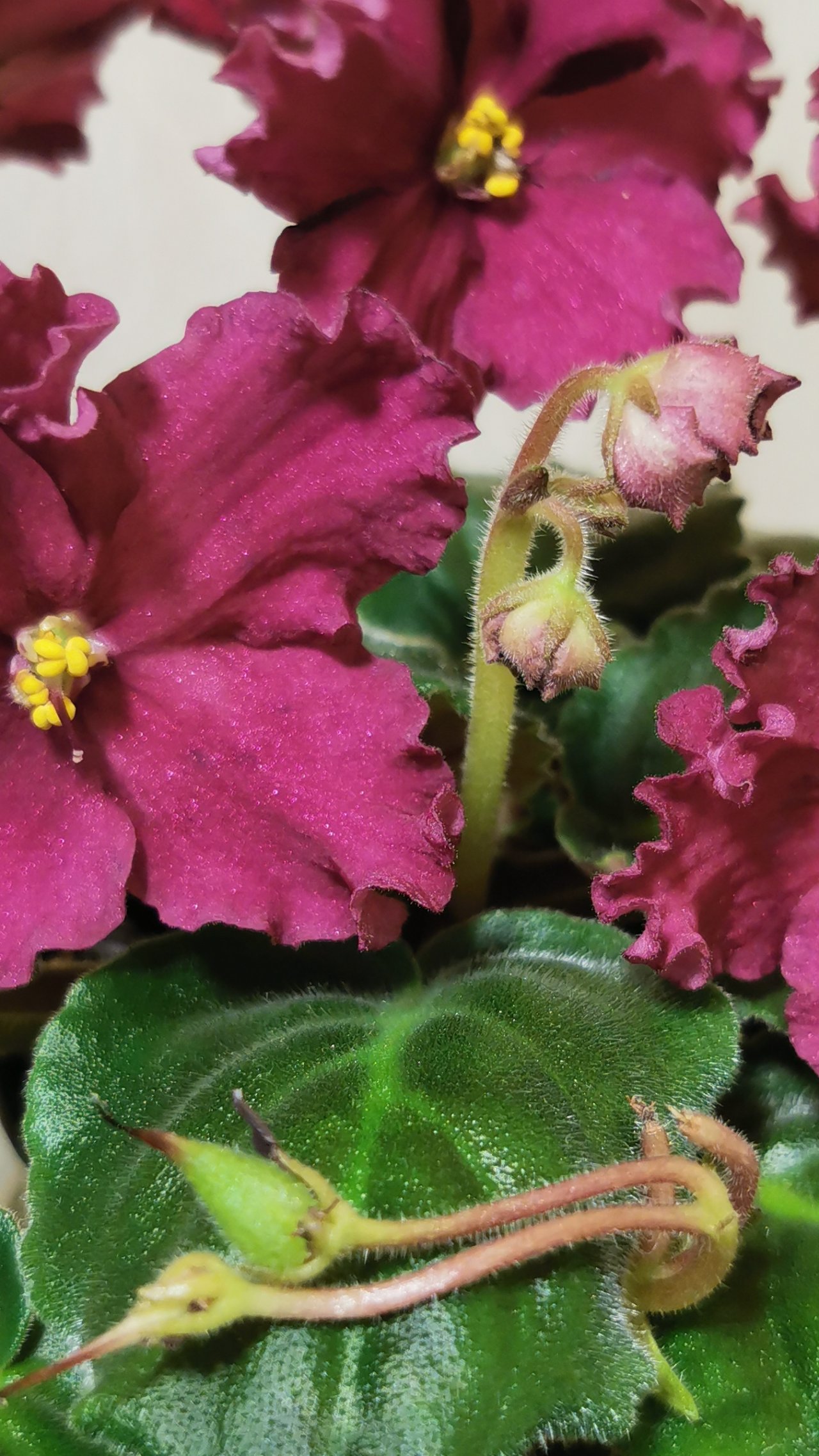 Фиалки. Семенные коробочки.