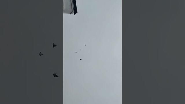 Агасиевские голуби 30.11.25г.