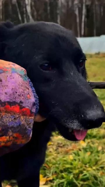 Чак — собака породы Canis lupus familiaris с харизмой мегазвезды нулевых