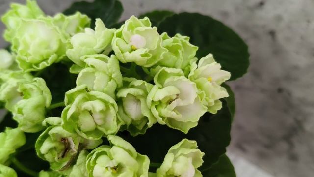 Фиалка Hunter's Cabbage Goddess