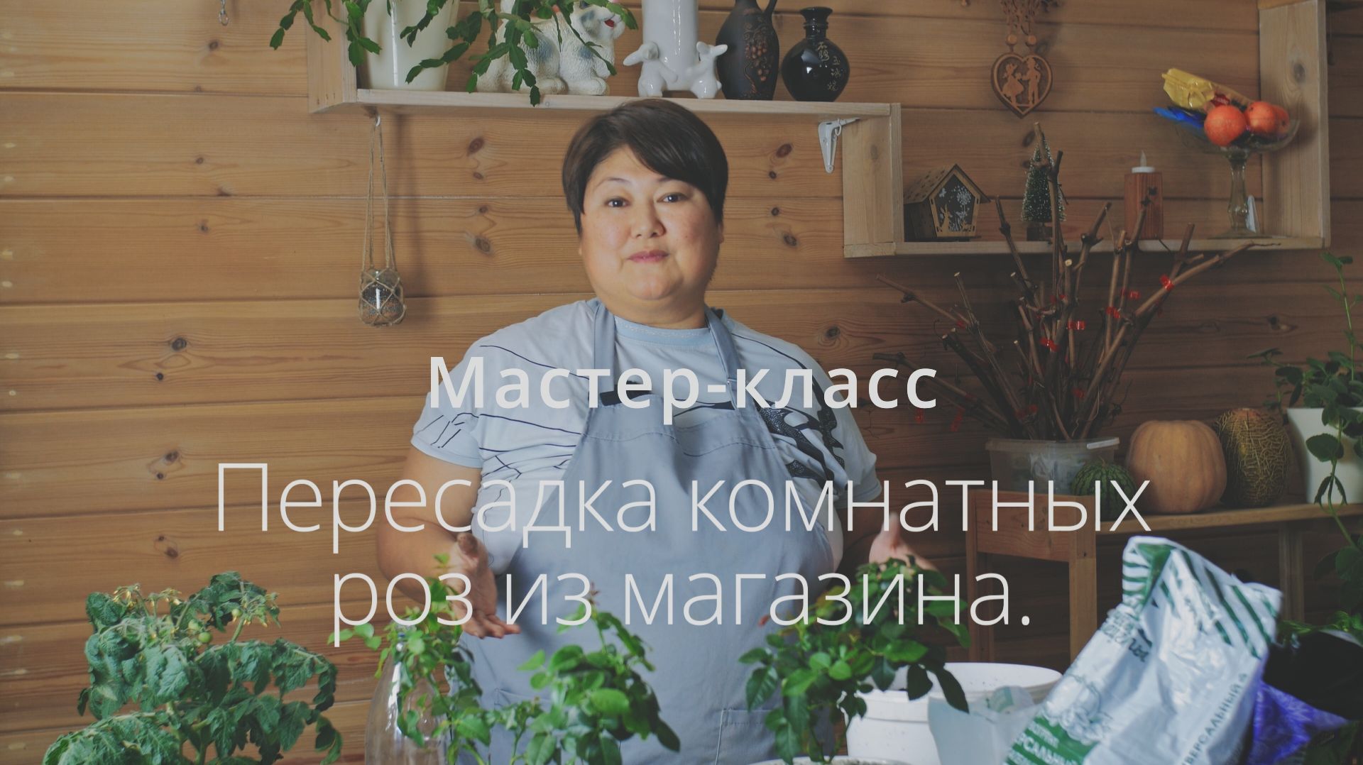 Мастер-класс по пересадке комнатных роз из магазина.