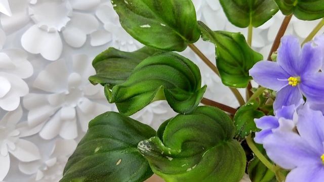 Фиалка трейлер LV-Небо в Кармашке (Л. Шевелева) (пестролистный клакамас) сеянец