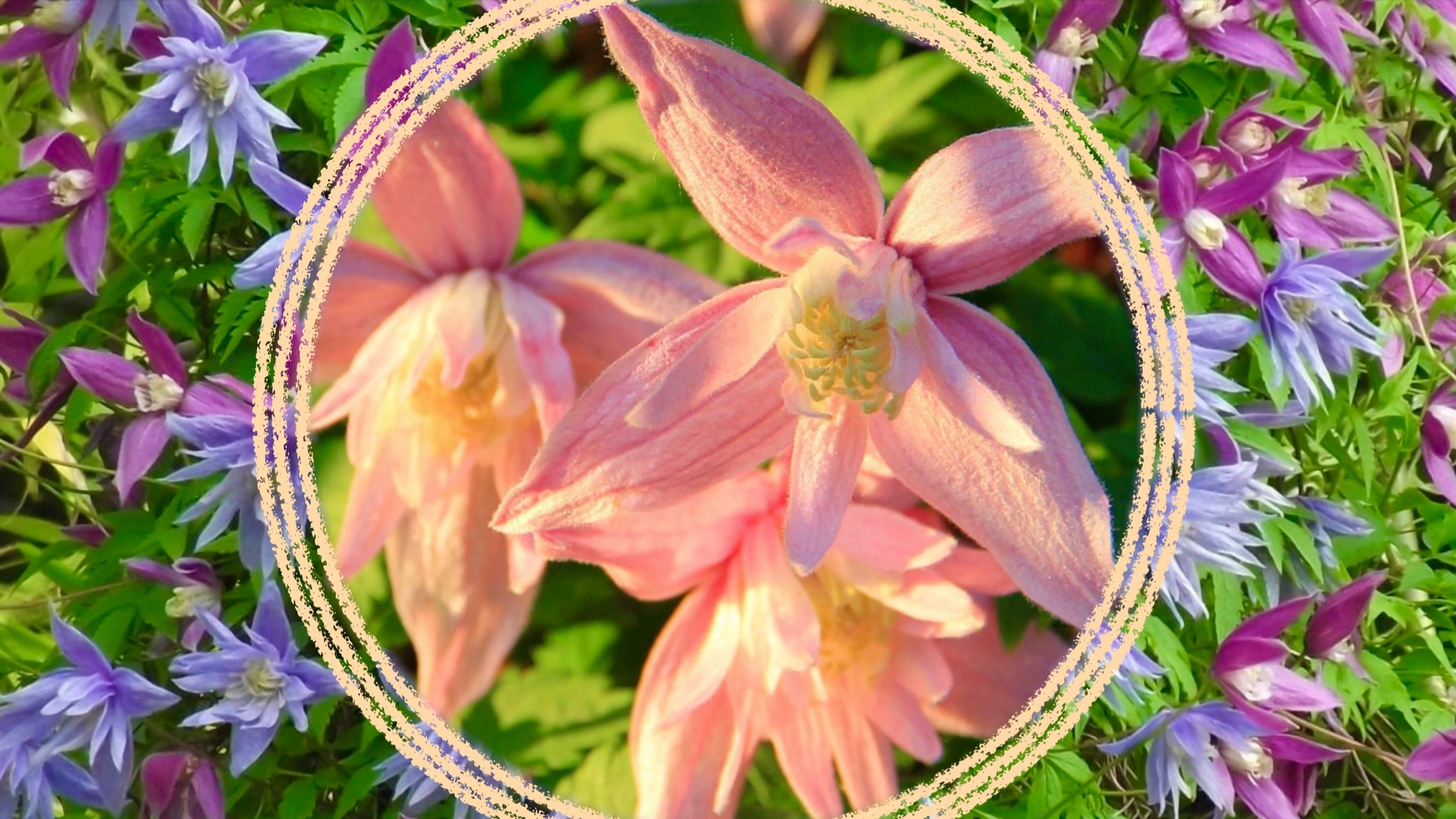 Красивая неприхотливая лиана. Княжики как альтернатива клематисам.